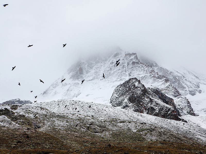 A flock of birds flying over the snow covered mountains.